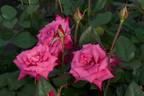 Dejá Blu ™ rose photo