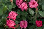Dejá Blu ™ rose photo