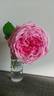 Leonardo da Vinci, Cl. rose photo