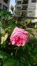 Leonardo da Vinci, Cl. rose photo