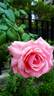 Leonardo da Vinci, Cl. rose photo