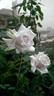 Fantasy Crystal rose photo