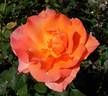 Courtoise rose photo