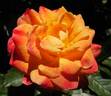 Firebird rose photo