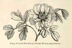 Papaveracea peony photo