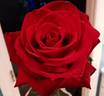 Carolina Pride rose photo