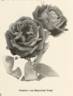 Freiherr von Marschall rose photo