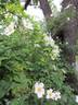 R. mulliganii rose photo