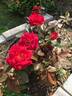 Frankly Scarlet ™ rose photo