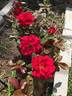 Frankly Scarlet ™ rose photo
