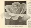Molly Sharman-Crawford rose photo