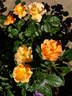Bill Reid rose photo