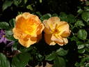 Bill Reid rose photo