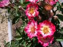 Sweet Obsession rose photo