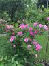 Ilo rose photo