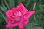 Lauriston rose photo