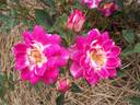 Bonnie Lass rose photo
