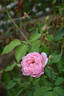 Comtesse de Labarthe, Cl. rose photo