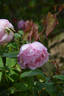 Comtesse de Labarthe, Cl. rose photo