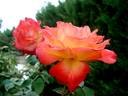 Lindaraja rose photo
