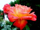 Lindaraja rose photo