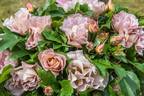 Edouard Vermeulen rose photo
