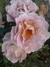 Edouard Vermeulen rose photo