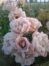 Edouard Vermeulen rose photo