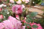 KORflieder rose photo