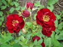Nina rose photo