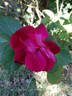 Purpurea rose photo