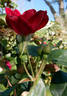 Purpurea rose photo