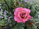 Coffee Country ™ rose photo