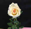 Peter Cottontail ™ rose photo