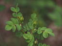 1-72-1Hugonis rose photo