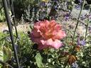 Coffee Country ™ rose photo