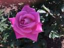 Dr. Tommy Cairns rose photo