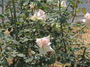 Haruka rose photo