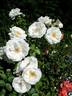 Nuage Blanc rose photo