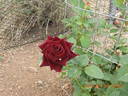 Memphis Music rose photo