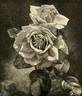 Eugénie Verdier rose photo