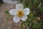 R. clinophylla rose photo