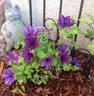 Marie Louise Jensen clematis photo