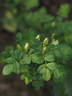 1-72-1Hugonis rose photo