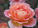 Alpine Sunset ® rose photo