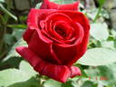 Papa Meilland, Cl. ® rose photo