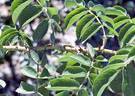 Basye's Amphidiploid rose photo