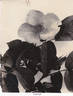 Bloomfield Comet rose photo