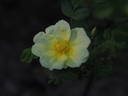 1-72-1Hugonis rose photo