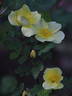 1-72-1Hugonis rose photo